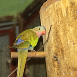 Mláďata nestorů, vazů i loriů - úspěšný papouščí rok v Zoo Brno